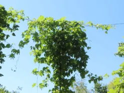 Hopfen 'Northern Brew' -Deutschland Garten Funk Verkaufs-Shop hopfen northern brew m054489 w 0