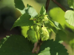 Hopfen 'Northern Brew' -Deutschland Garten Funk Verkaufs-Shop hopfen northern brew m054489 w 1