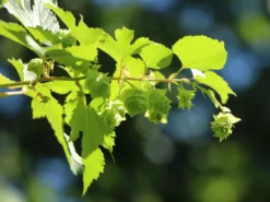 Hopfen 'Northern Brew' -Deutschland Garten Funk Verkaufs-Shop hopfen northern brew m054489 w 2