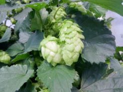 Hopfen 'Northern Brew'