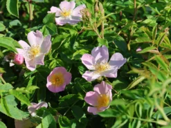 Hundsrose 14 Hundsrose -Deutschland Garten Funk Verkaufs-Shop hundsrose m000063 w 0