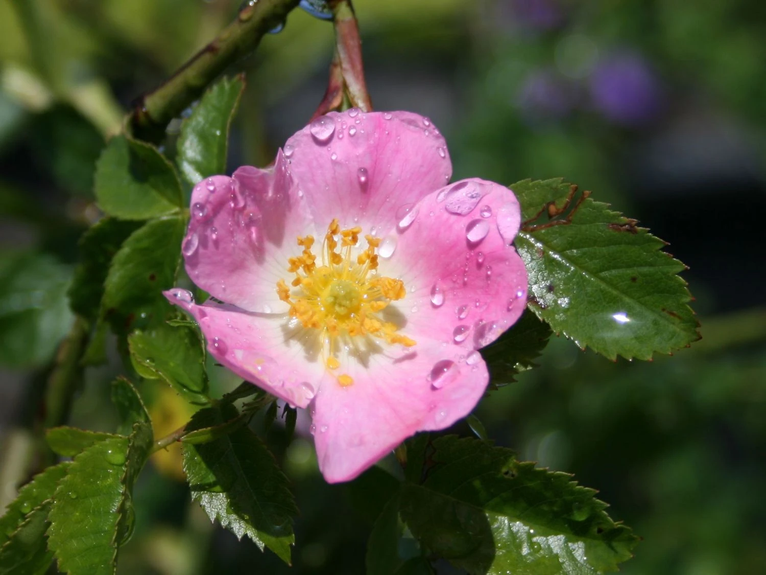 Hundsrose 9 Hundsrose – Bild 9