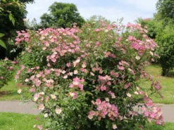 Hundsrose 17 Hundsrose -Deutschland Garten Funk Verkaufs-Shop hundsrose m000063 w 10