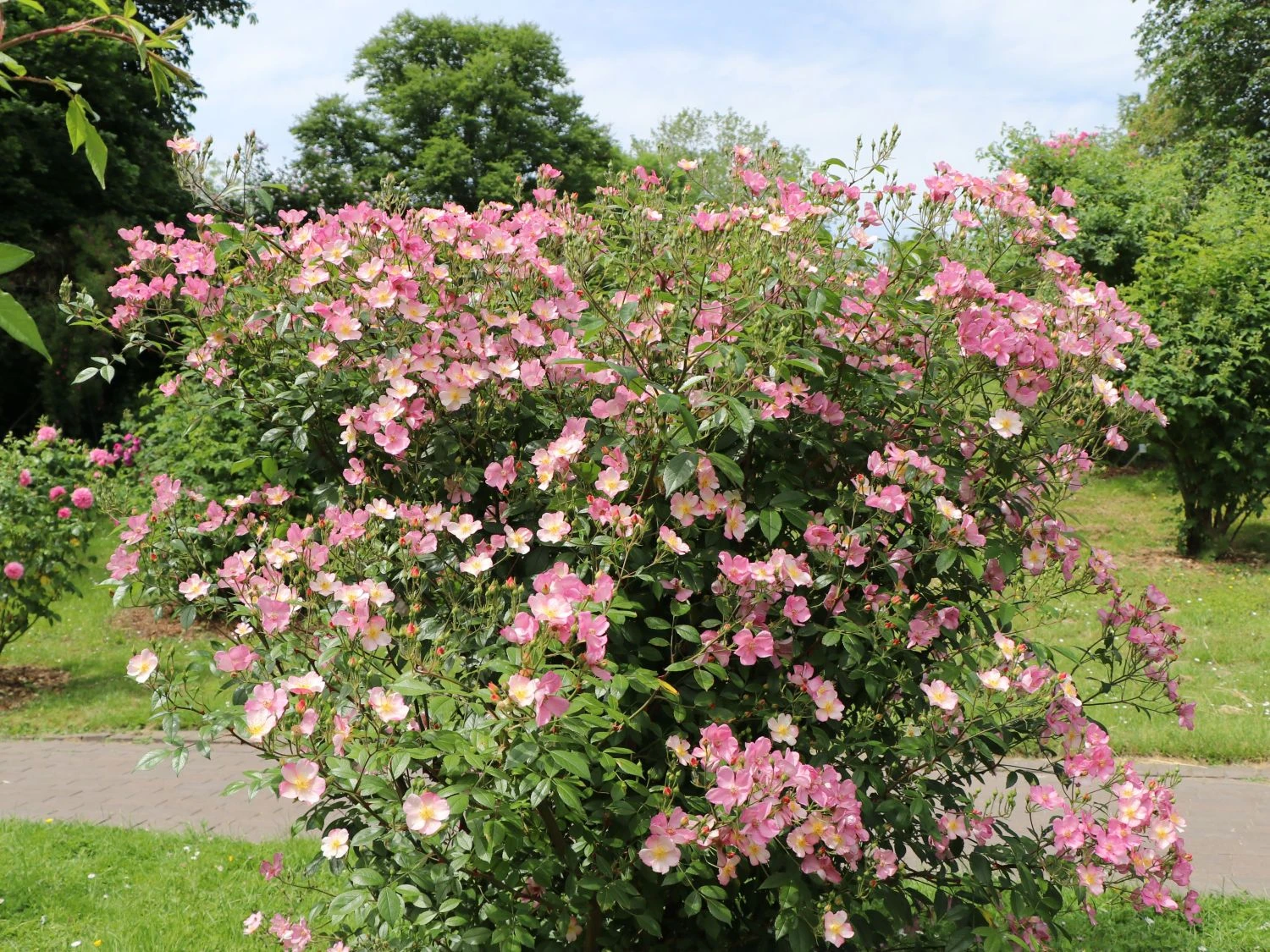 Hundsrose 6 Hundsrose – Bild 6