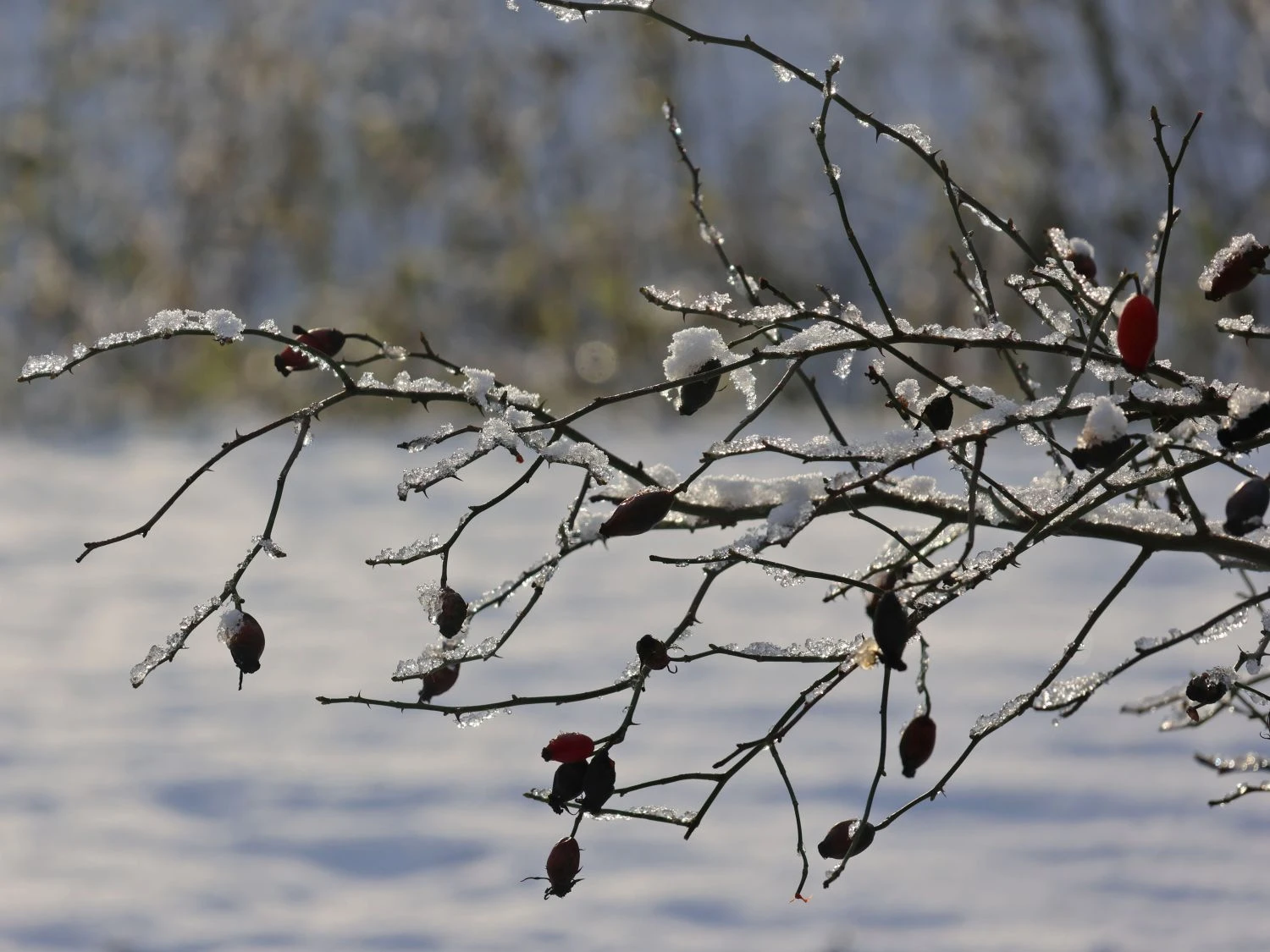 Hundsrose 12 Hundsrose – Bild 12