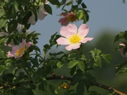 Hundsrose 19 Hundsrose -Deutschland Garten Funk Verkaufs-Shop hundsrose m000063 w 2