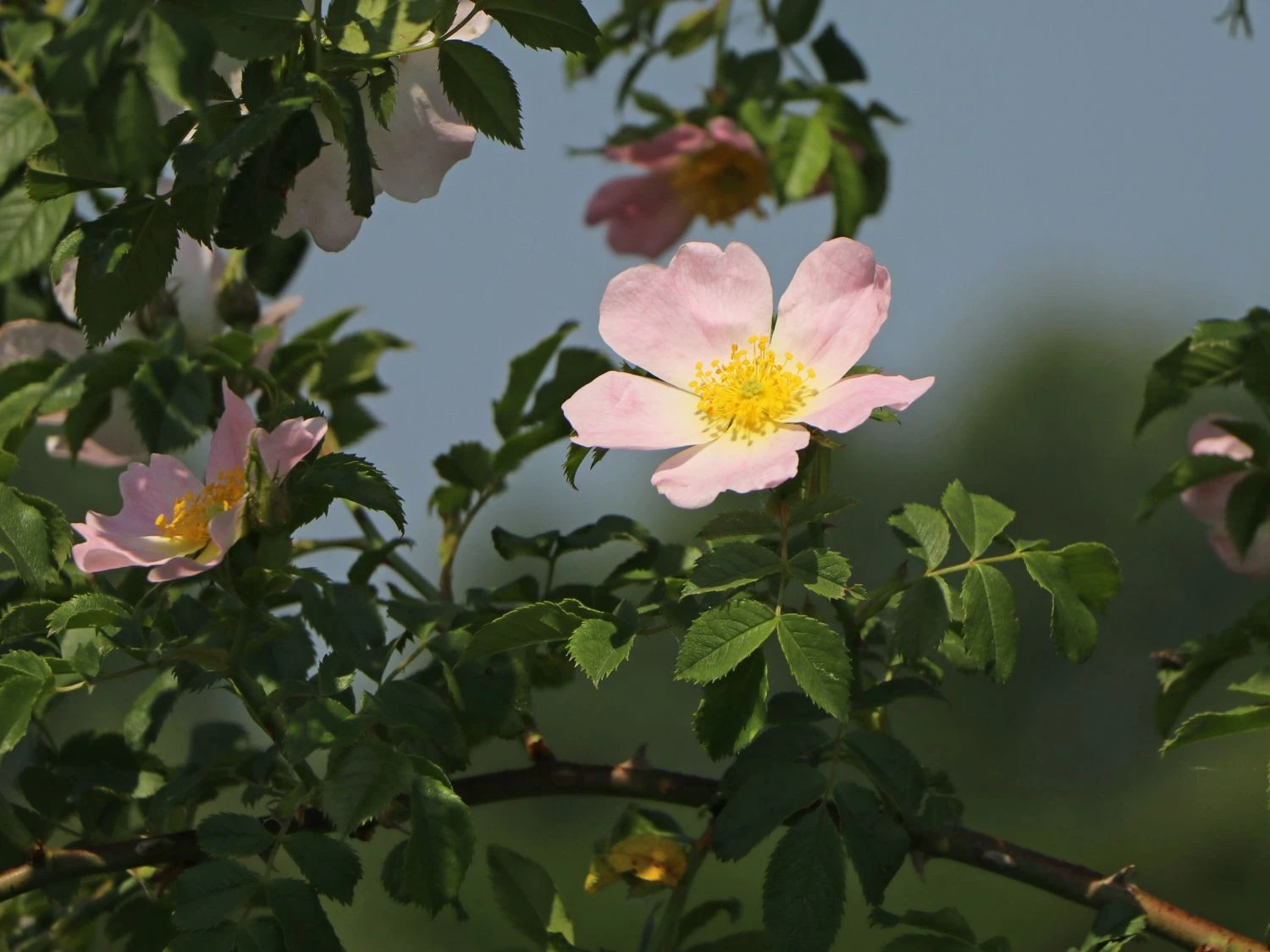 Hundsrose 8 Hundsrose – Bild 8