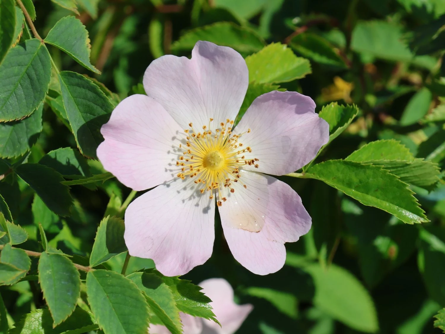 Hundsrose 2 Hundsrose – Bild 2