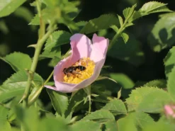 Hundsrose 15 Hundsrose -Deutschland Garten Funk Verkaufs-Shop hundsrose m000063 w 5