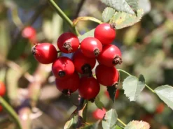 Hundsrose 18 Hundsrose -Deutschland Garten Funk Verkaufs-Shop hundsrose m000063 w 6