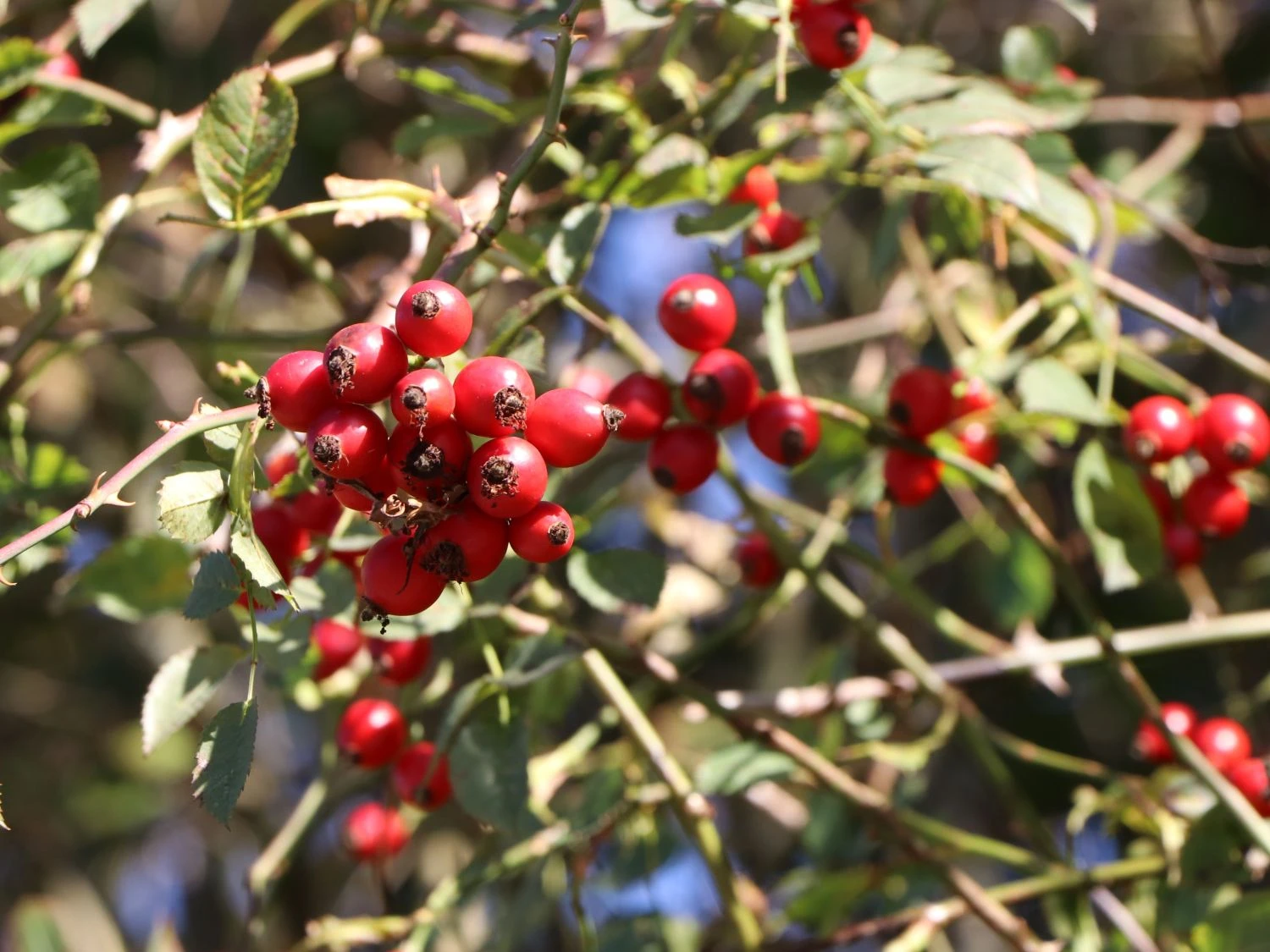 Hundsrose 10 Hundsrose – Bild 10