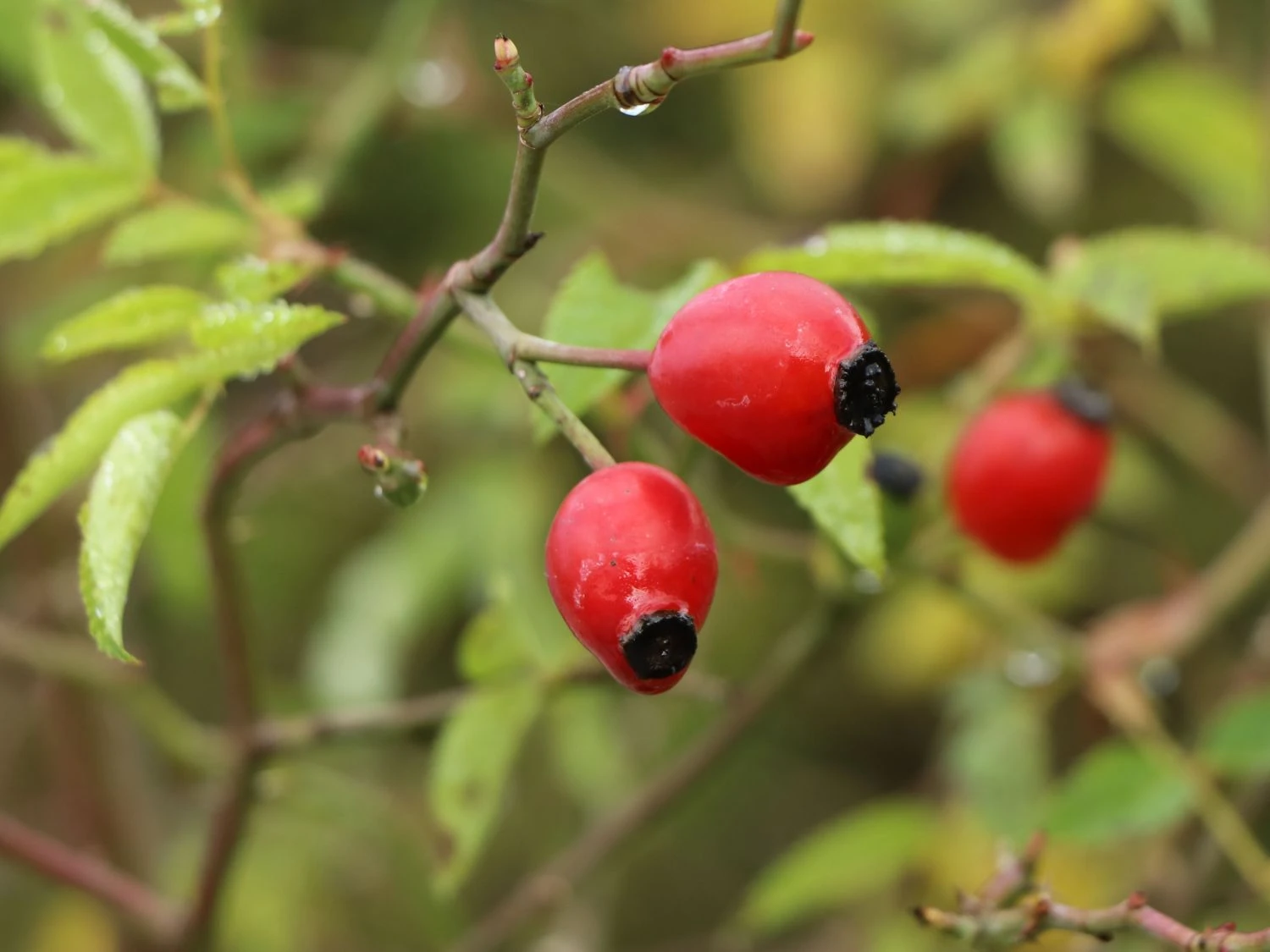 Hundsrose 5 Hundsrose – Bild 5