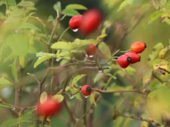 Hundsrose 22 Hundsrose -Deutschland Garten Funk Verkaufs-Shop hundsrose m000063 w 9