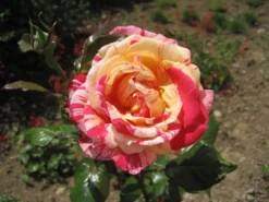Edelrose Nirparfum Rose 'Broceliande' -Deutschland Garten Funk Verkaufs-Shop i13902 Nirparfum Rose Broceliande 196487 0