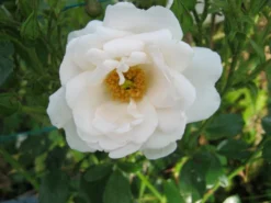 Kletterrose 'Hella' -Deutschland Garten Funk Verkaufs-Shop i46236 Kletterrose Hella 82479 0