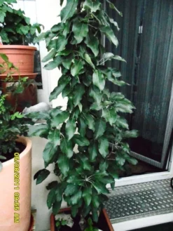 Säulenapfel 'Starcats' (S) -Deutschland Garten Funk Verkaufs-Shop i46454 Saeulenapfel Starcats 302785 0