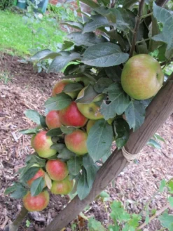 Säulenapfel 'Redcats' -Deutschland Garten Funk Verkaufs-Shop i46457 Saeulenapfel Redcats 188744 0