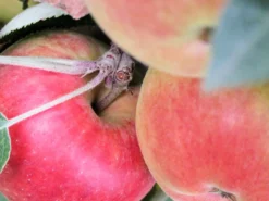 Säulenapfel 'Redcats' -Deutschland Garten Funk Verkaufs-Shop i46457 Saeulenapfel Redcats 188744 1