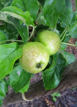 Säulenapfel 'Goldcats' -Deutschland Garten Funk Verkaufs-Shop i46462 Saeulenobst Goldcats 188744 0