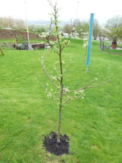 Familienbaum Apfel '3 Verschiedene Sorten' -Deutschland Garten Funk Verkaufs-Shop i46655 Familienbaum Apfel drei verschiedene Sorten wie z B Sommer Herbst Winterapfel 298292 0