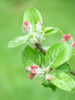 Familienbaum Apfel '3 Verschiedene Sorten' -Deutschland Garten Funk Verkaufs-Shop i46655 Familienbaum Apfel drei verschiedene Sorten wie z B Sommer Herbst Winterapfel 298292 1