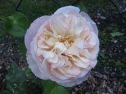Strauchrose 'Herkules' ® -Deutschland Garten Funk Verkaufs-Shop i49839 Strauchrose Herkules 192332 0