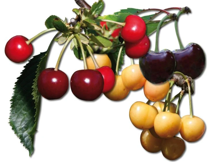 Familienbaum Kirsche '3 Verschiedene Sorten' 1 Familienbaum Kirsche '3 Verschiedene Sorten'