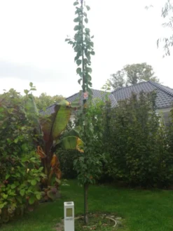 Aprikose 'Säulenaprikose' -Deutschland Garten Funk Verkaufs-Shop i51320 Aprikose Saeulenaprikose 316296 0