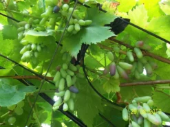 Weintraube 'Souvenir' ® / 'Datteltraube' -Deutschland Garten Funk Verkaufs-Shop i52529 Weintraube Souvenir Datteltraube 313119 0