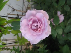 Beetrose 'Novalis' ® -Deutschland Garten Funk Verkaufs-Shop i52544 Beetrose Novalis 354658 0