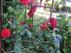 Kletterrose 'Belkanto' ® 23 Kletterrose 'Belkanto' ® -Deutschland Garten Funk Verkaufs-Shop i52726 Kletterrose Belkanto 170002 0