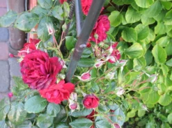 Kletterrose 'Belkanto' ® 22 Kletterrose 'Belkanto' ® -Deutschland Garten Funk Verkaufs-Shop i52726 Kletterrose Belkanto 170002 1