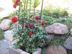 Kletterrose 'Belkanto' ® 21 Kletterrose 'Belkanto' ® -Deutschland Garten Funk Verkaufs-Shop i52726 Kletterrose Belkanto 170002 2