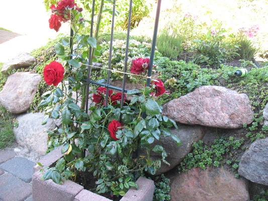 Kletterrose 'Belkanto' ® 10 Kletterrose 'Belkanto' ® – Bild 10