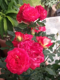 Nostalgie®-Beetrose 'Midsummer' ® -Deutschland Garten Funk Verkaufs-Shop i52729 Beetrose Midsummer 307684 0