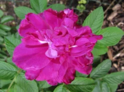 Parkrose 'Hansa' 15 Parkrose 'Hansa' -Deutschland Garten Funk Verkaufs-Shop i5604 Parkrose Hansa 192332 0