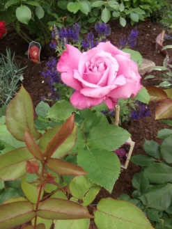 Beetrose 'Blue Parfum' ® -Deutschland Garten Funk Verkaufs-Shop i5644 Beetrose Blue Parfum 307684 0