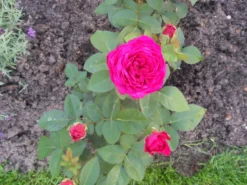 Beetrose 'Blue Parfum' ® -Deutschland Garten Funk Verkaufs-Shop i5644 Beetrose Blue Parfum 338900 0