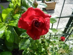 Kletterrose 'The Prince's Trust' / 'Baikal' ® -Deutschland Garten Funk Verkaufs-Shop i7925 Kletterrose The Princes Trust 181124 0