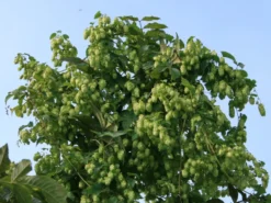 Hopfen -Deutschland Garten Funk Verkaufs-Shop i9048 Hopfen 0