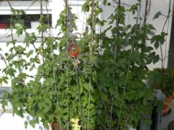 Hopfen -Deutschland Garten Funk Verkaufs-Shop i9048 Hopfen 72459 0