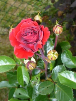 Kletterrose 'Naheglut' -Deutschland Garten Funk Verkaufs-Shop i9431 Kletterrose Naheglut 110876 0