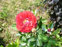 Kletterrose 'Naheglut' -Deutschland Garten Funk Verkaufs-Shop i9431 Kletterrose Naheglut 110876 1