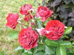 Kletterrose 'Naheglut' -Deutschland Garten Funk Verkaufs-Shop i9431 Kletterrose Naheglut 110876 2