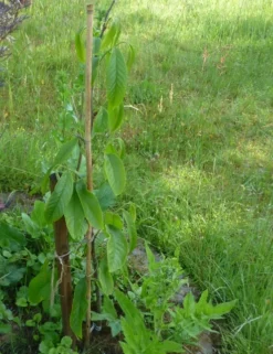 Indianerbanane / Dreilappige Papau 'Sunflower' -Deutschland Garten Funk Verkaufs-Shop indianerbanane dreilappige papau sunflower m057371 108087 0