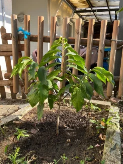 Indianerbanane / Papau -Deutschland Garten Funk Verkaufs-Shop indianerbanane papau m047067 1109014 0