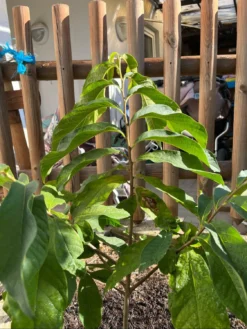 Indianerbanane / Papau -Deutschland Garten Funk Verkaufs-Shop indianerbanane papau m047067 1109014 1