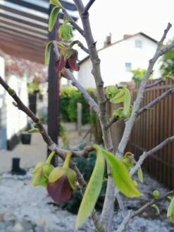 Indianerbanane / Papau -Deutschland Garten Funk Verkaufs-Shop indianerbanane papau m047067 1227319 0