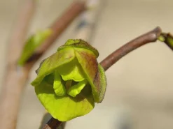 Indianerbanane / Papau -Deutschland Garten Funk Verkaufs-Shop indianerbanane papau m047067 w 0