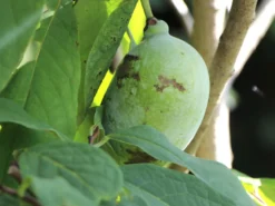 Indianerbanane / Papau -Deutschland Garten Funk Verkaufs-Shop indianerbanane papau m047067 w 2